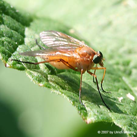 Goldgelbe Schnepfenfliege