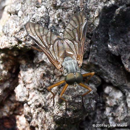 Rhagio vitripennis