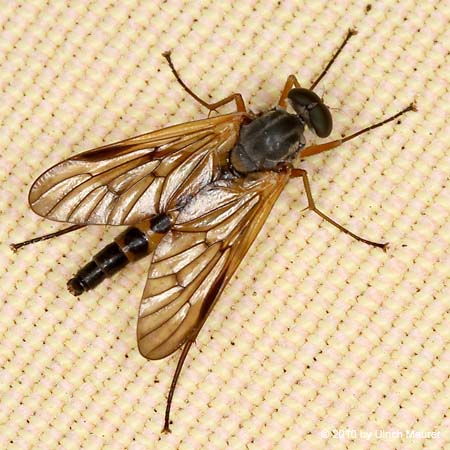 Rhagio vitripennis