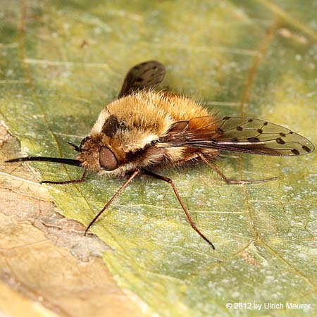 Gefleckter Wollschweber