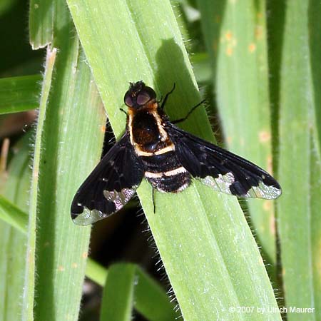 Hemipenthes maurus