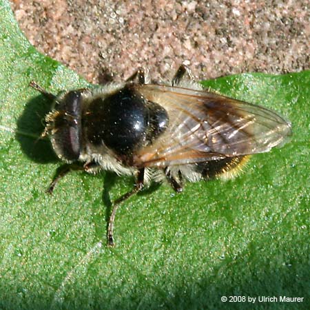 Bunte Erzschwebfliege