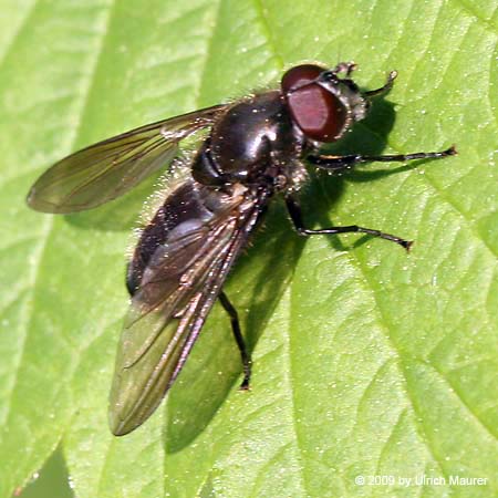 Gemeine Erzschwebfliege