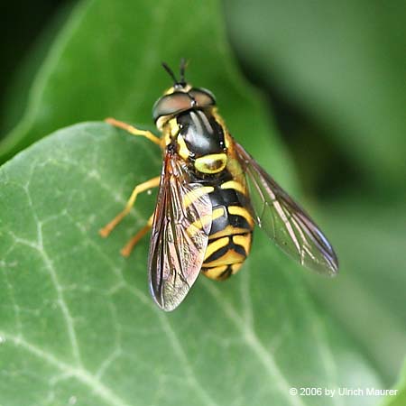 Kurze Wespenschwebfliege