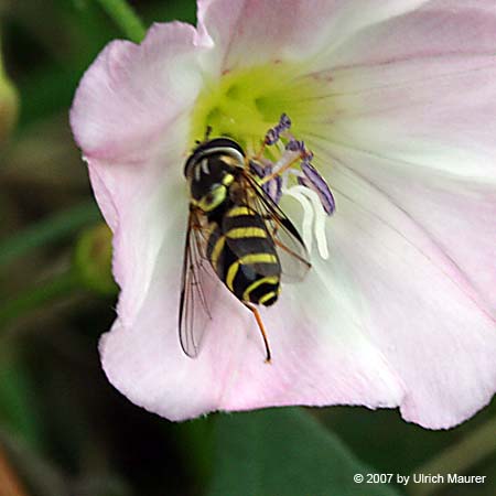 Gestreifte Waldschwebfliege