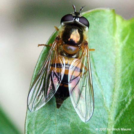 Zweiband Wiesenschwebfliege