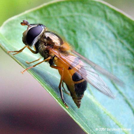 Zweiband Wiesenschwebfliege