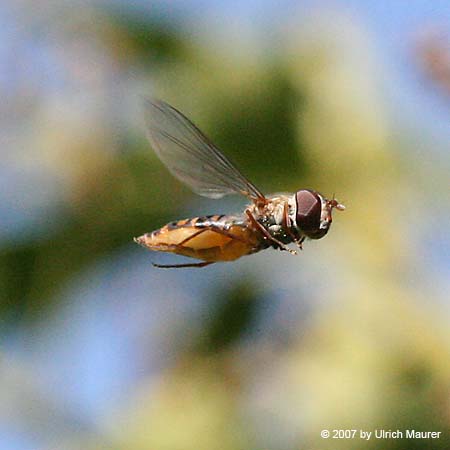 Hain-Schwebfliege