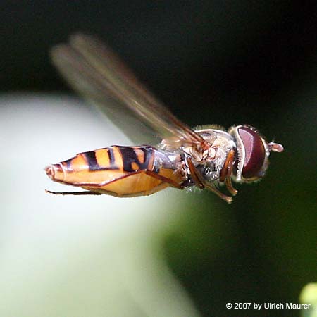 Hain-Schwebfliege