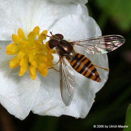 Hain-Schwebfliege