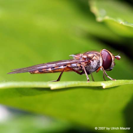 Hain-Schwebfliege