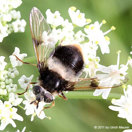 Bunte Pelzschwebfliege