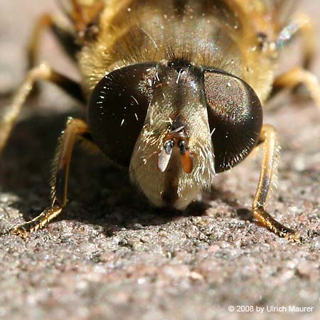 Mittlere Keilfleckschwebfliege