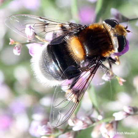 Hummel-Keilfleckschwebfliege