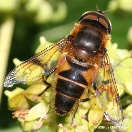 Gemeine Keilfleckschwebfliege