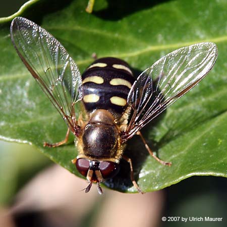 Mondfleckschwebfliege