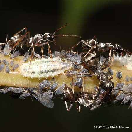 Schwebfliegenlarve