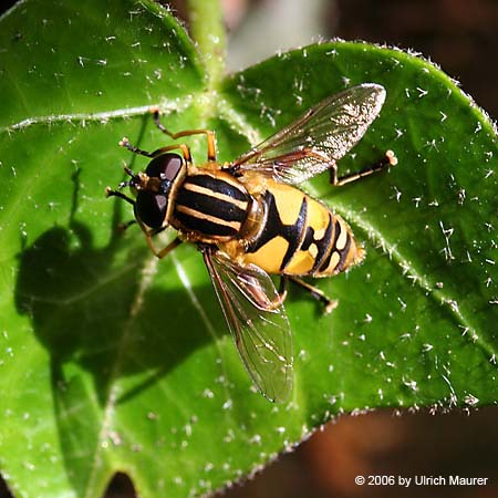 Gemeine Sonnenschwebfliege