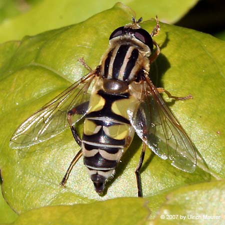 Große Sumpfschwebfliege