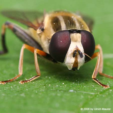 Große Sumpfschwebfliege