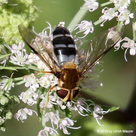 Blaue Breitbandschwebfliege