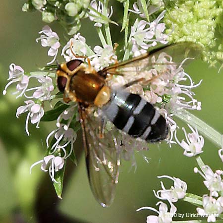 Blaue Breitbandschwebfliege