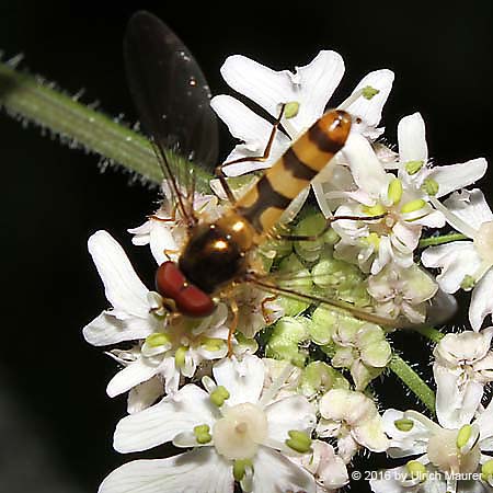 Späte Frühlingsschwebfliege