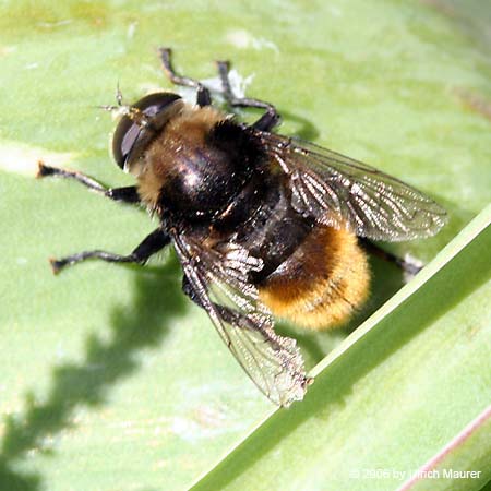 Gemeine Narzissenschwebfliege