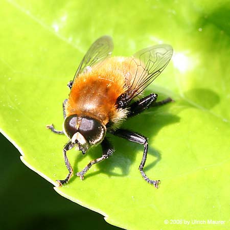 Gemeine Narzissenschwebfliege