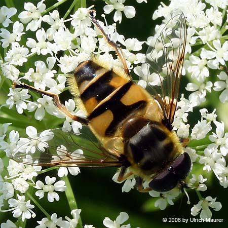 Totenkopfschwebfliege