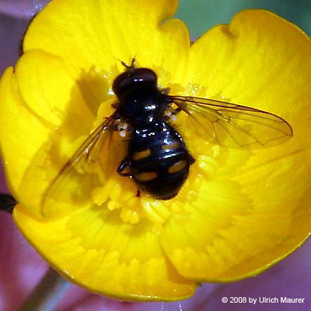 Vierfleck-Waldrandschwebfliege