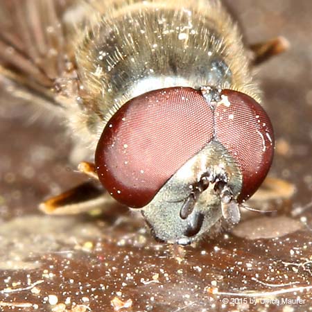 Graue Breitfußschwebfliege