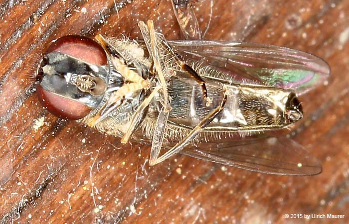 Graue Breitfußschwebfliege