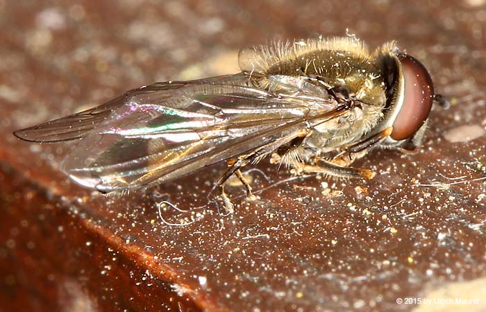 Graue Breitfußschwebfliege