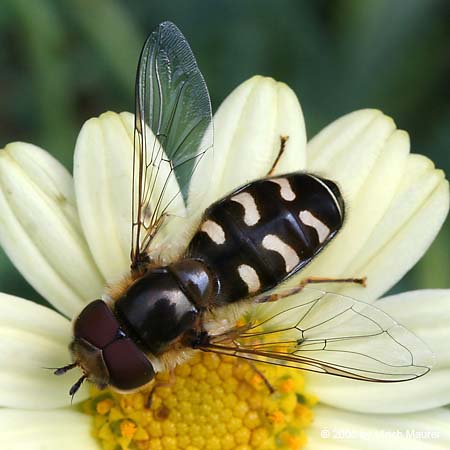 Späte Großstirnschwebfliege