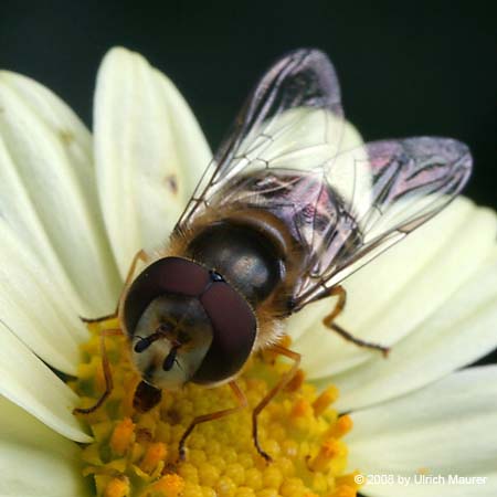 Späte Großstirnschwebfliege