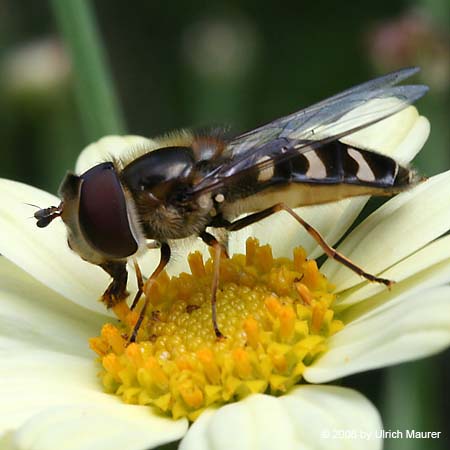 Späte Großstirnschwebfliege