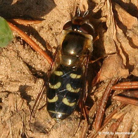 Frühe Großstirnschwebfliege