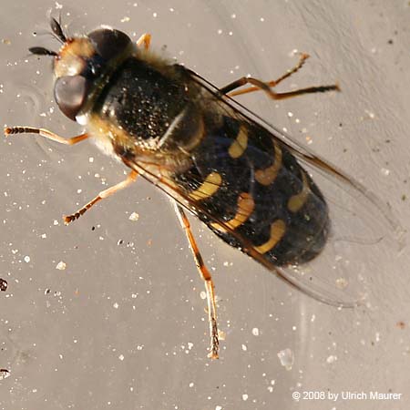 Frühe Großstirnschwebfliege