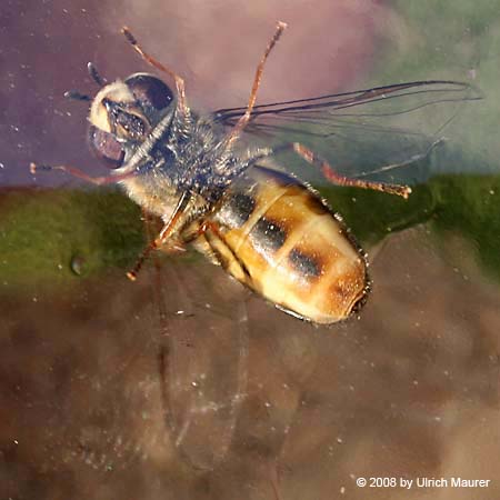 Frühe Großstirnschwebfliege