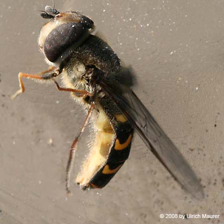 Frühe Großstirnschwebfliege