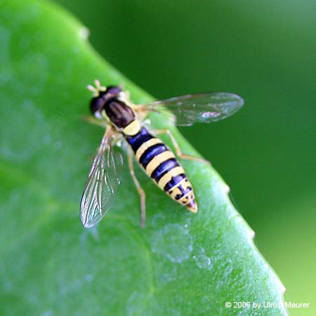 Gemeine Stiftschwebfliege