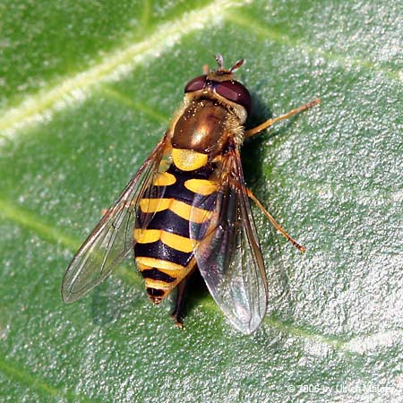 Gemeine Garten-Schwebfliege