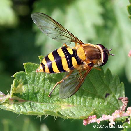 Gemeine Garten-Schwebfliege