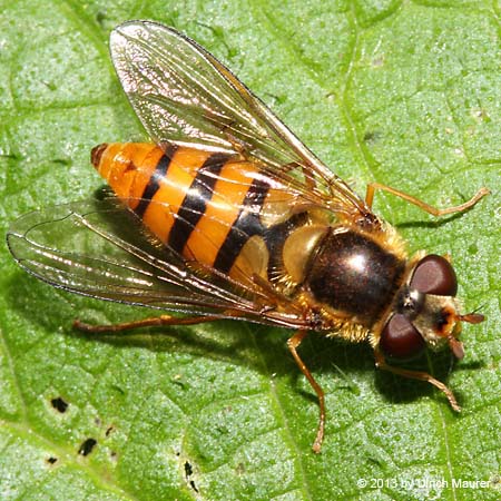 Gemeine Garten-Schwebfliege