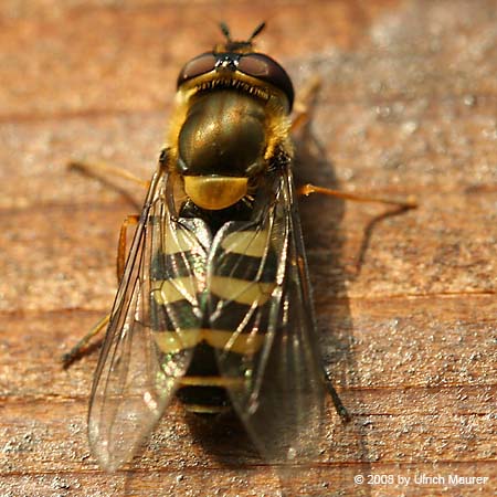 Kleine Schwebfliege