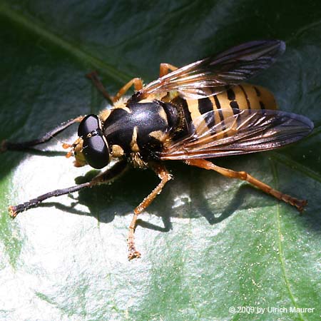 Wespen-Moderholzschwebfliege