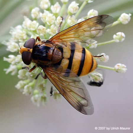 Gebänderte Waldschwebfliege