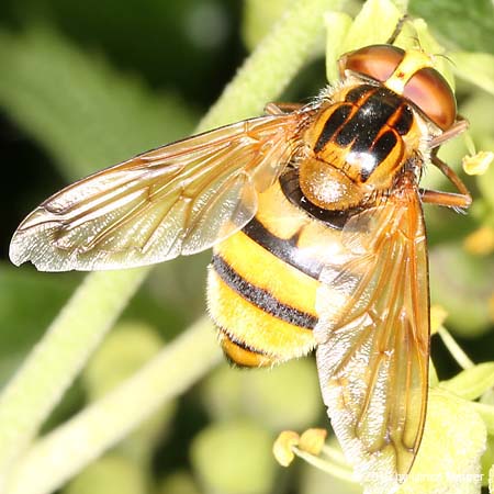 Gebänderte Waldschwebfliege