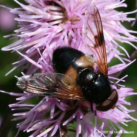 Gemeine Waldschwebfliege